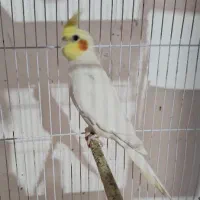 عروس هلندی نر لتینو مولد|پرنده|اهواز, پردیس|دیوار