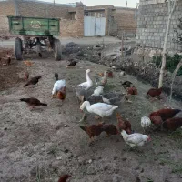 غوغا گاز و مرغ|حیوانات مزرعه|خوی, |دیوار