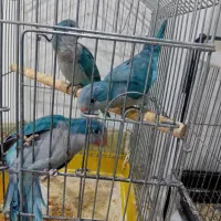 چند جفت راهب آبی