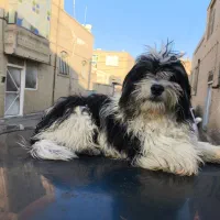 سگ شیتزو|سگ|یزد, |دیوار