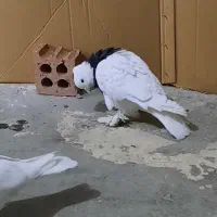 کفر طوقی ماده