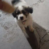 توله سگ  ترکی