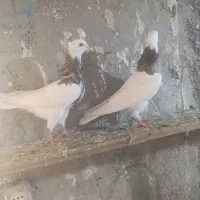 دوتا طوقی جوانه|پرنده|بجنورد, |دیوار