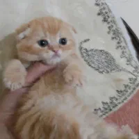 گربه اسکاتیش گلد