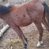 اسب|اسب و تجهیزات اسبسواری|خلخال, |دیوار