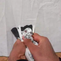 گرفته|حیوانات|کرمانشاه, |دیوار