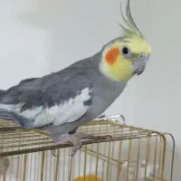 عروس هلندی گم شده