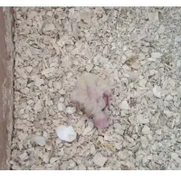دوجفت عروس هلندی به همراه تخم و جوجه به شرط