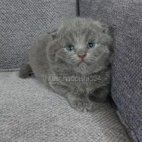 جوجه بلو|گربه|مشهد, شهرک امام سجاد|دیوار