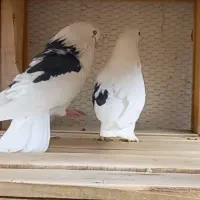 خال زرد نر چش چقر قیچی