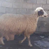 گوسفند ۲ سال|حیوانات مزرعه|بدره, |دیوار