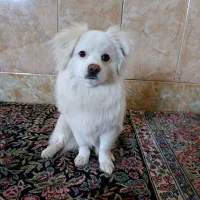 سگ شیتزو|سگ|سیرجان, |دیوار