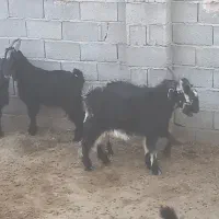 کهره نر|حیوانات مزرعه|زرقان, |دیوار