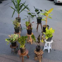 سینی گیاه در مشهد