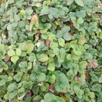 توت فرنگی سابرینا|خدمات باغبانی و درختکاری|مزرعه کتول, |دیوار