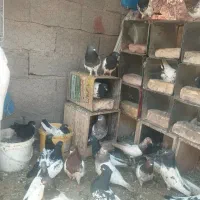 کبوتر کله ای  سرسیا