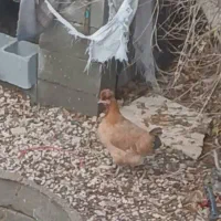 دوتا جوجه خروس وقتا مرغ محلی اصل