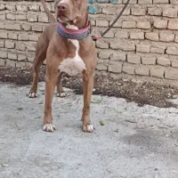 پیتپول تریر وارداتی اصیل