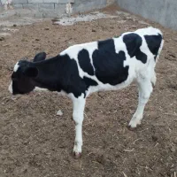 فروش گوساله