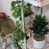 استند گل و گلدان|کتابخانه، شلف، قفسه‌های دیواری|جم, |دیوار