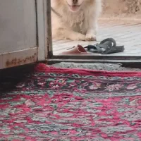 فروشی یک عدد اشپیتز آلمانی