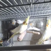 عروس هلندی|پرنده|قم, سراجه (۱۵ خرداد)|دیوار