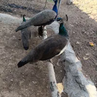 طاووس های مصری هندی شکلاتی