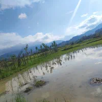 مزرعه برنج سنتی (بجار)(شالی ) ۵هزارمتر