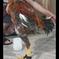 تخم مرغ|حیوانات مزرعه|شیراز, ده پیاله|دیوار