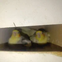 5 جفت عروس و 4عدد گرینچیک 8عدد جوجه عروس|پرنده|قرچک, شهرک الحدید|دیوار