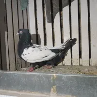 نروماده سینه سیاه