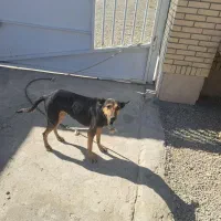 سگ ماده ژرمن|سگ|سراوان, |دیوار