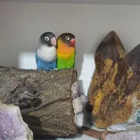 ۲ عدد طوطی برزیلی دستی و سخن گو و شیطون و بازیگوش