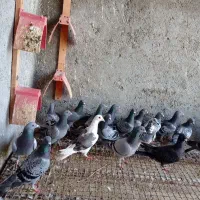 20تا کبوتر ناز جفتی 550مفت گفتم