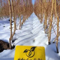 فروش نهال بادام سردسیری مستقیم از نهالستان|گل و گیاه طبیعی|بکتاش, |دیوار