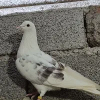 کبوتر نر خالپیس