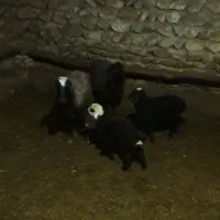 گوسفن جوان با بره