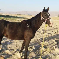 اسب|اسب و تجهیزات اسب‌سواری|مرودشت, مسکن مهرگان|دیوار