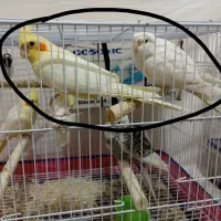 عروس هلندی مولد