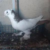 کفتر فیلی بوینی گولی