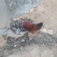 مرغ|پرنده|صمصامی, |دیوار