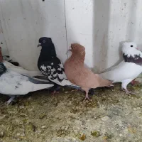 تعدادی کبوتر