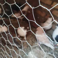 کفتر عالی|پرنده|هامون, |دیوار