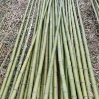 فروش نی بامبو
