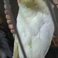 فروش تعدادی عروس هلندی سالم|پرنده|صباشهر, |دیوار