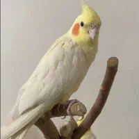 عروس هلندی مرغ عشق