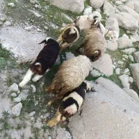 3 میش  با 3 تا بره نر باغ م ل ک