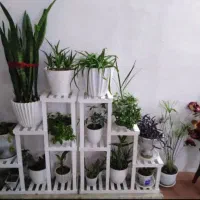 کادویی استند گل پایه شیک و باکلاس|گل و گیاه طبیعی|مشهد, شهید احمدی روشن|دیوار