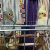 عروس هلندی،فروش یا معاوضه|پرنده|صومعهسرا, |دیوار