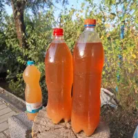 سرکه سیب خانگی (مال امسال)